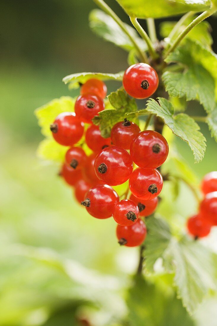 Red Currants at the Bush