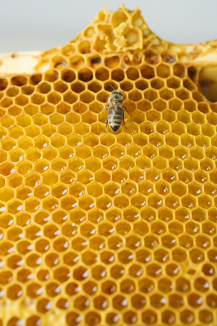 Honigwabe mit Biene