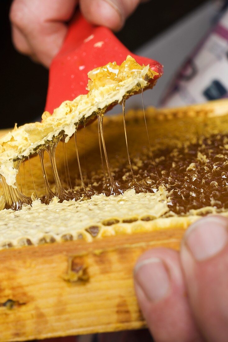 Hands scraping wax from honeycomb with uncapping fork