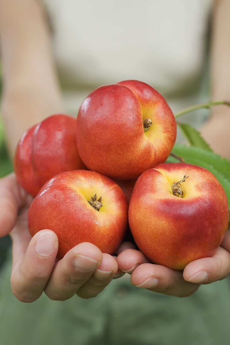 Hands holding fresh nectarines with leaves