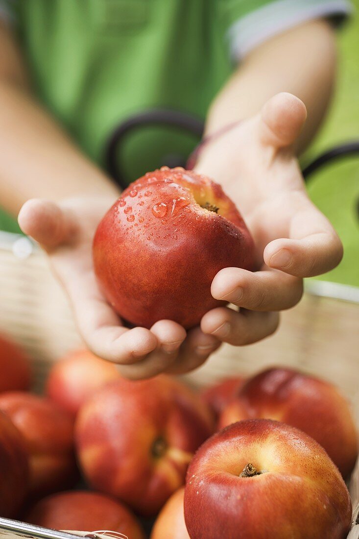 Child's hands holding fresh nectarine over basket of nectarines