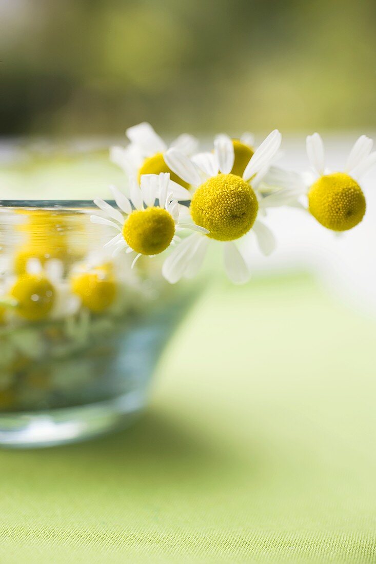 Chamomile flowers in glass bowl