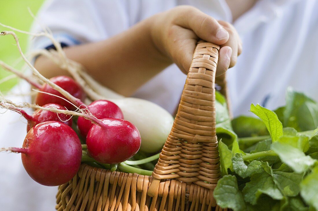 Child holding a basket of red and white radishes