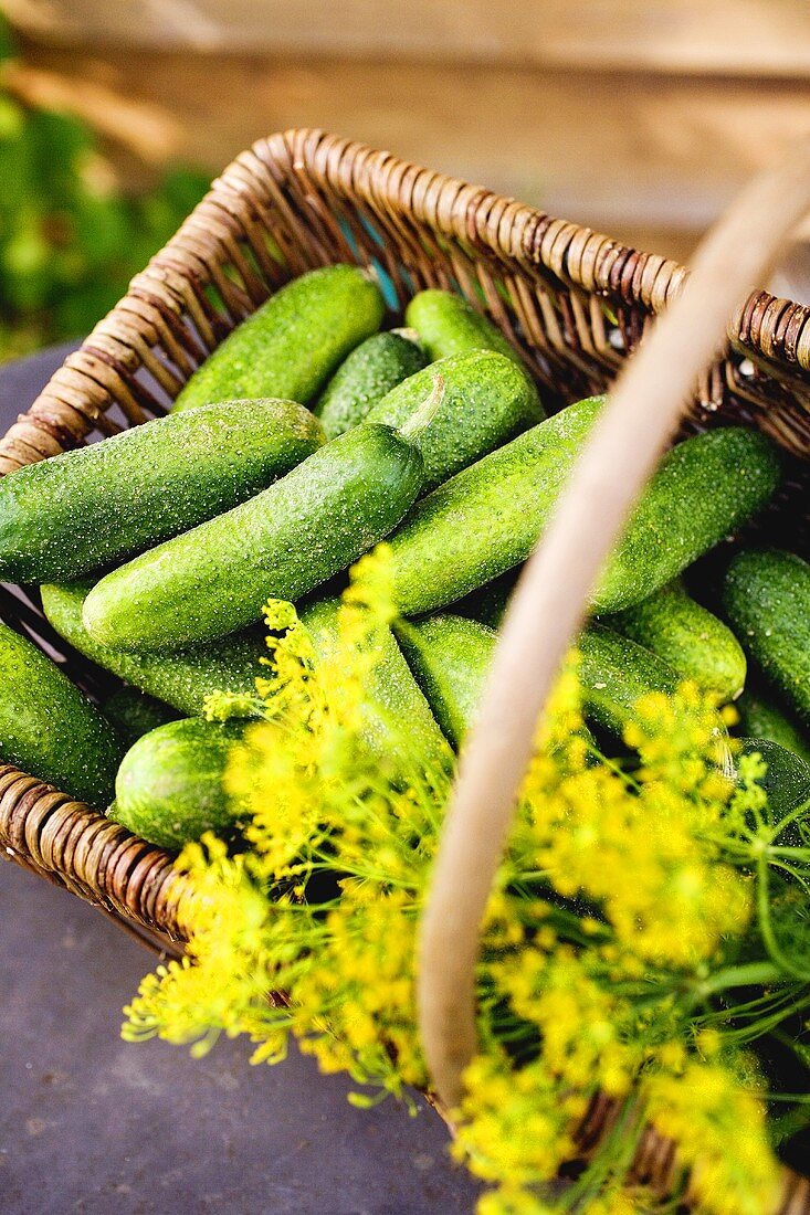 Einlegegurken und Dill im Korb