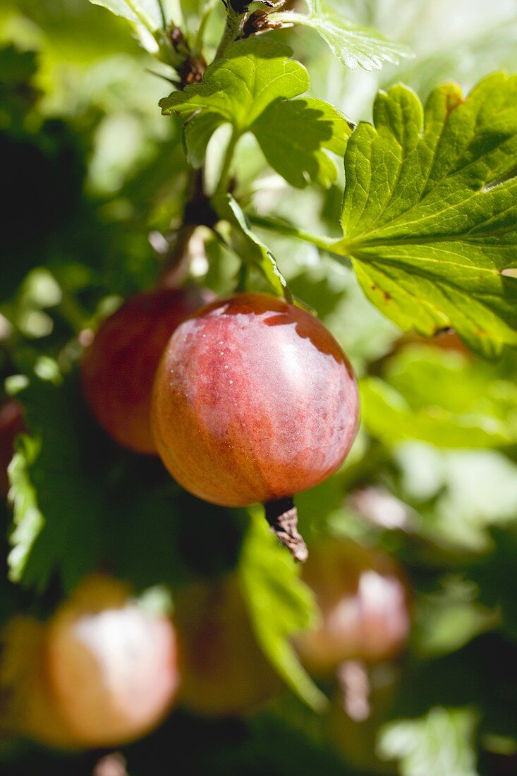 Gooseberries on the bush