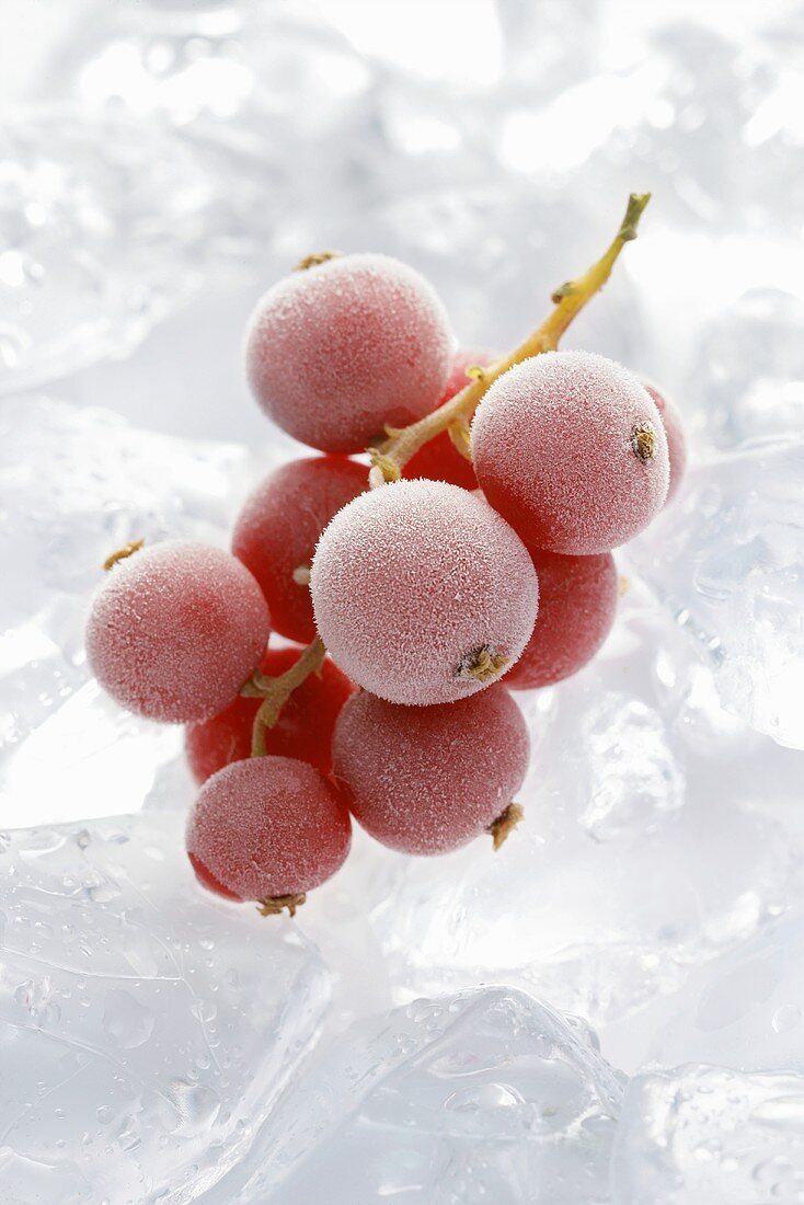 Frozen redcurrants on ice cubes
