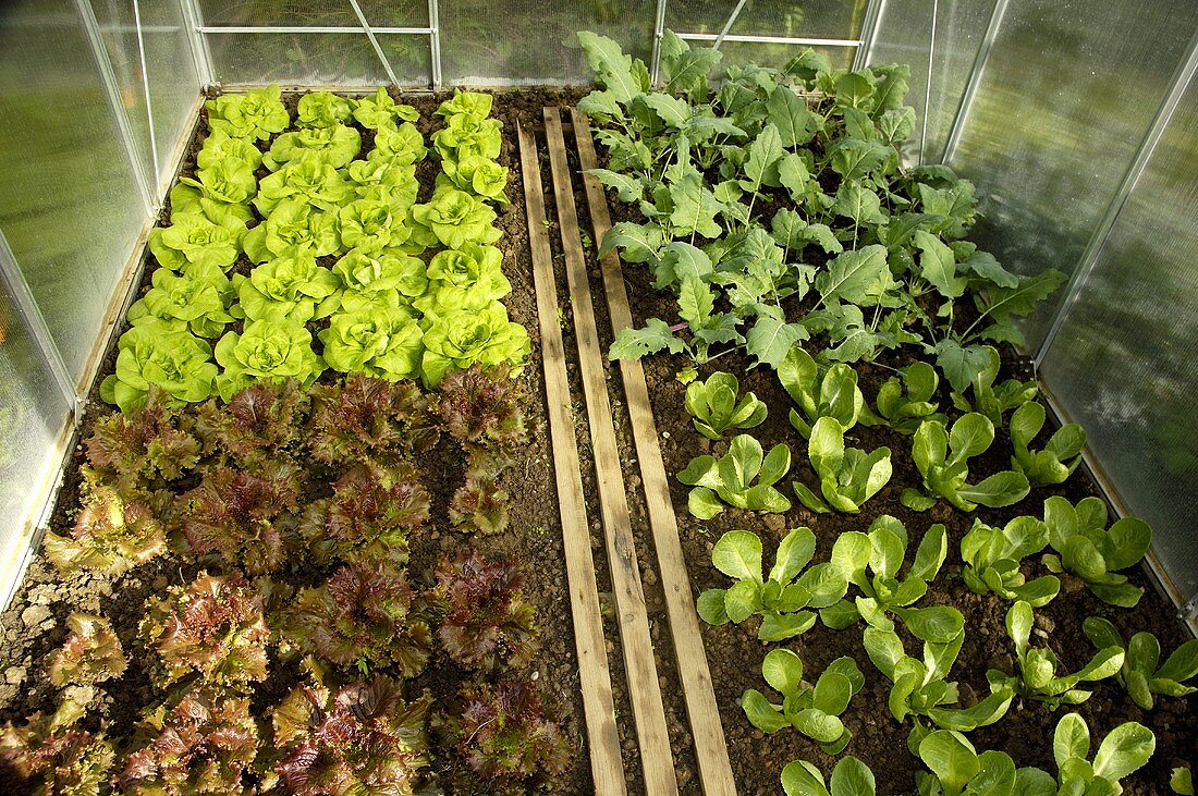 Several different salad plants in a greenhouse