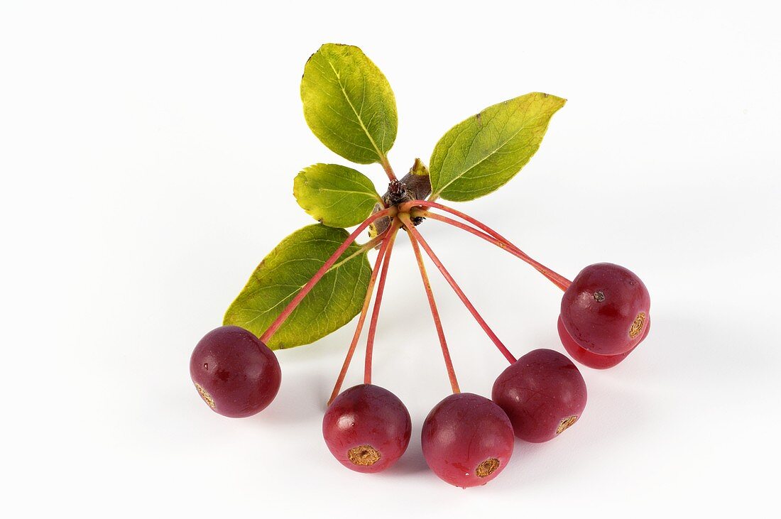 Crab apples, variety Makamik