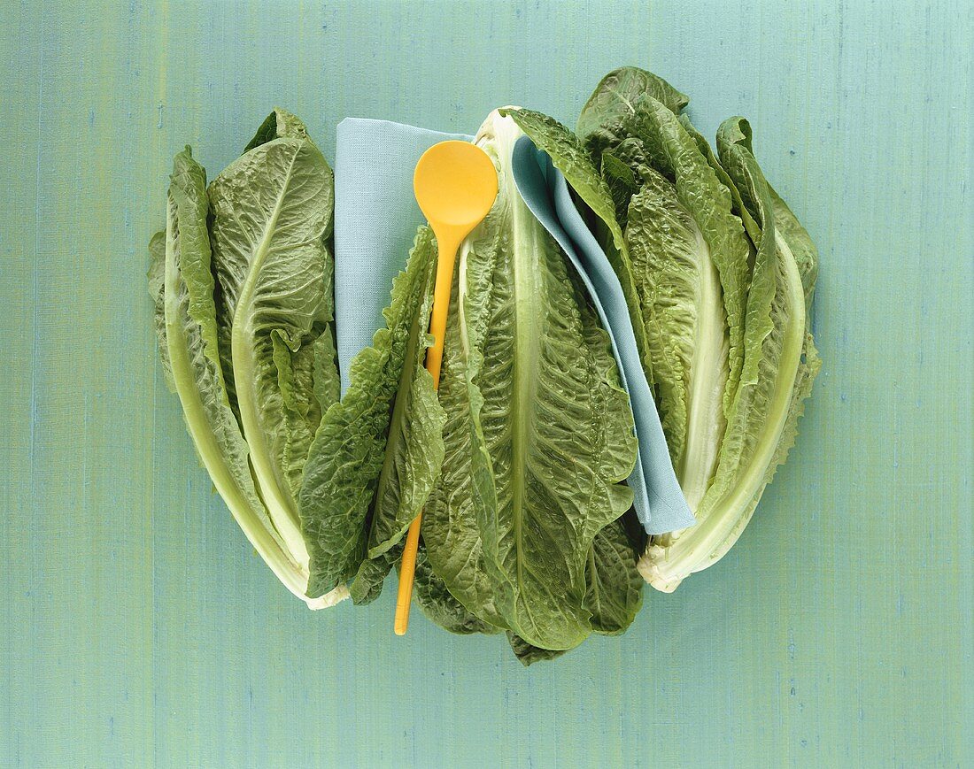 Fresh Romaine lettuce with napkin and kitchen spoon