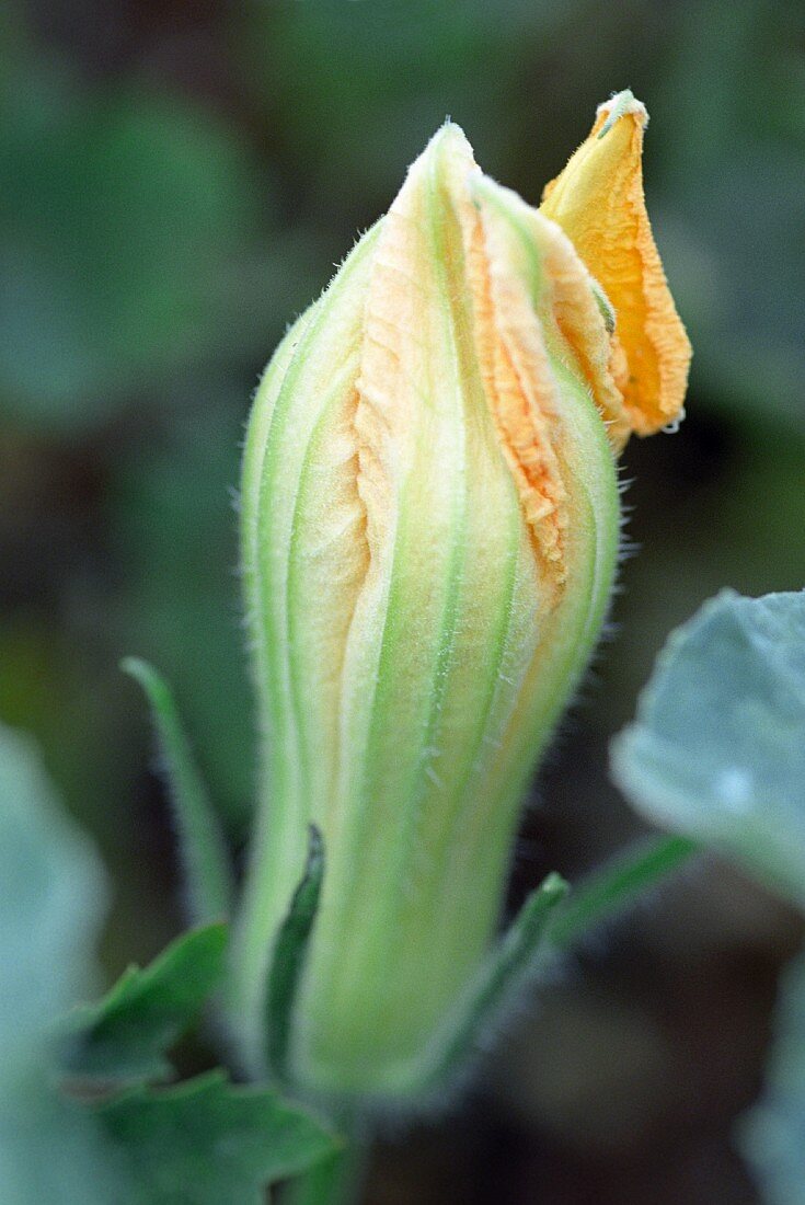 Courgette flower on the plant