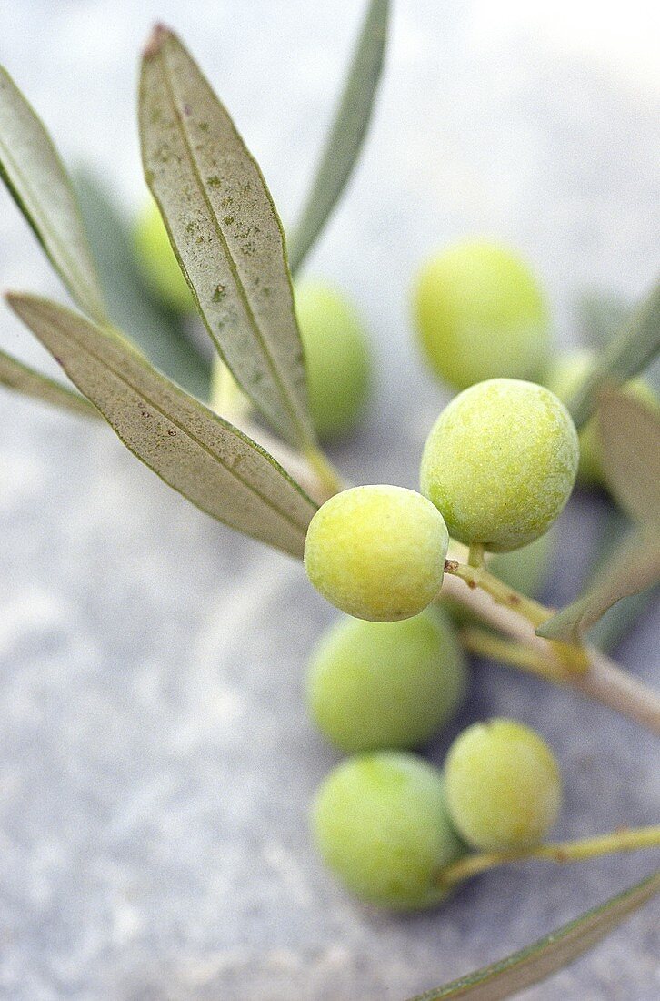 Grüne Oliven am Zweig