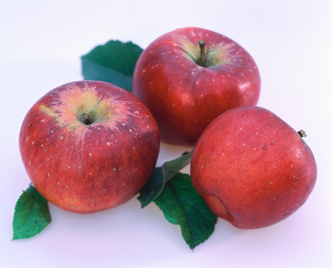 Rote Äpfel mit Blättern (Sorte Topas)