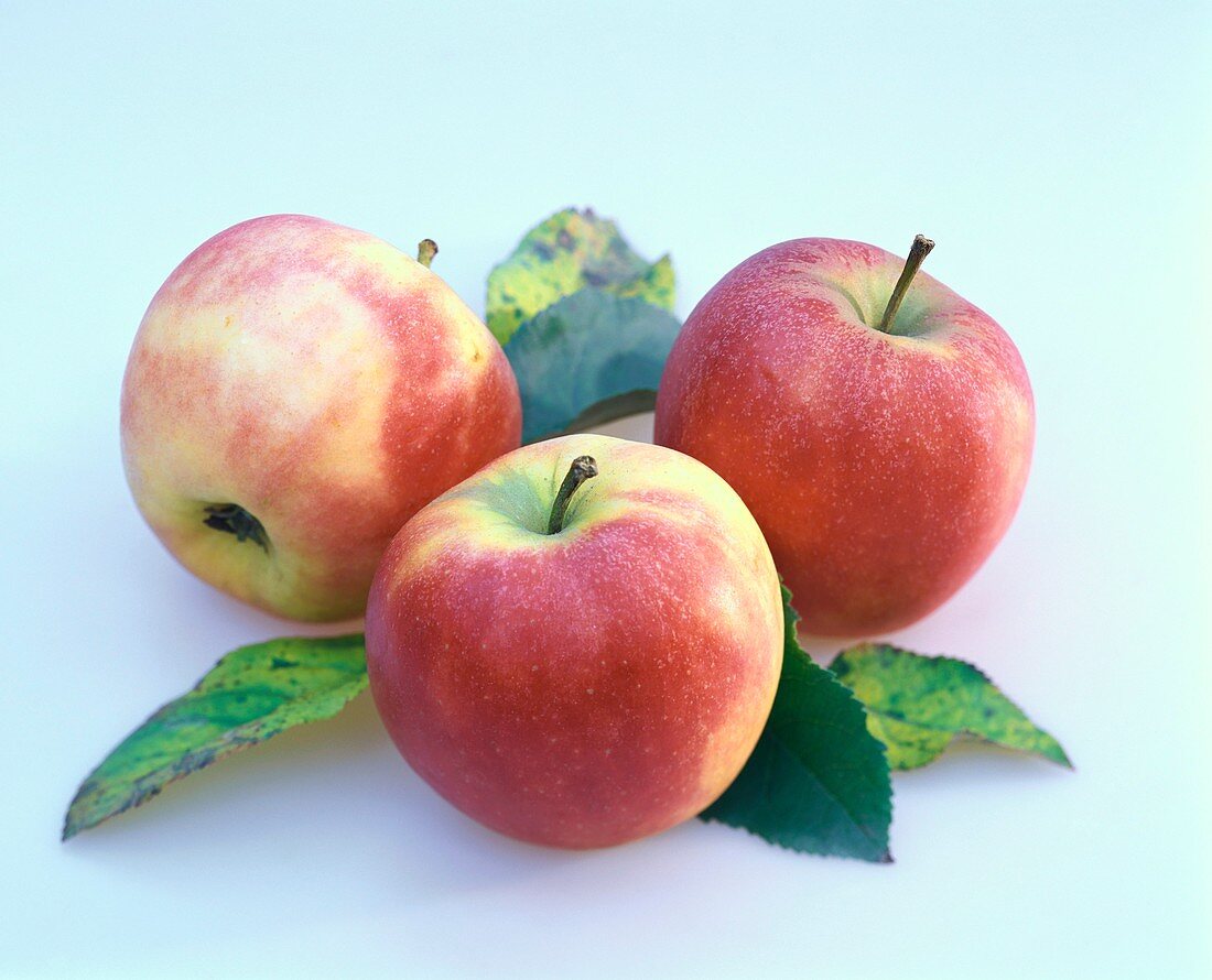 Elstar apples with leaves