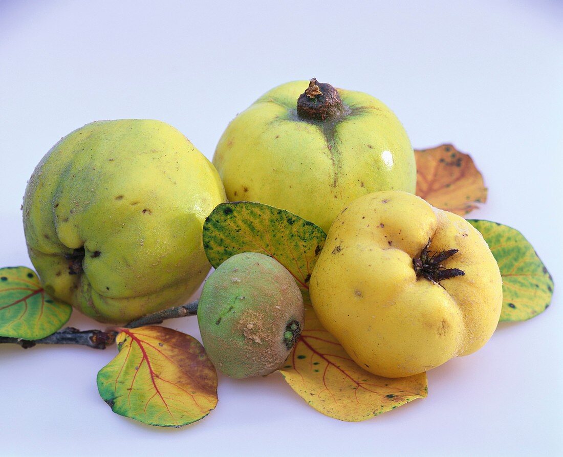 Apple quinces with leaves