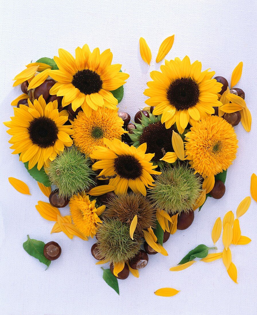 Heart of sunflowers and chestnuts