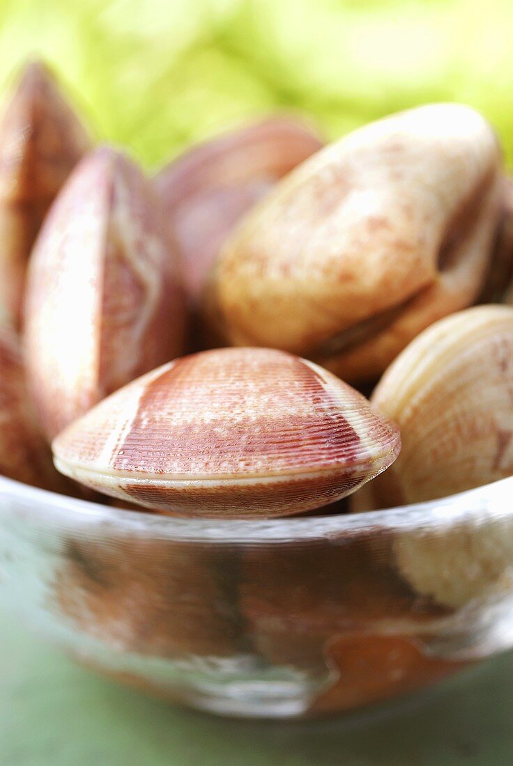 Rosa Venusmuscheln aus Frankreich in Glasschale