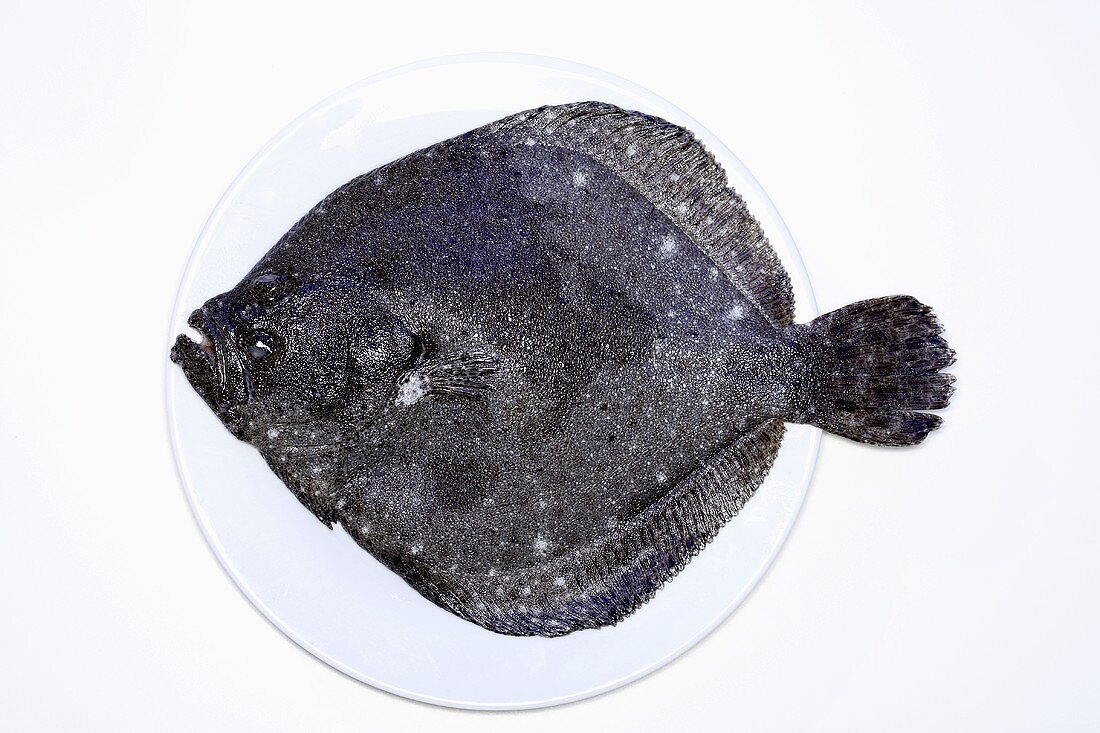 Fresh turbot on plate (overhead view)