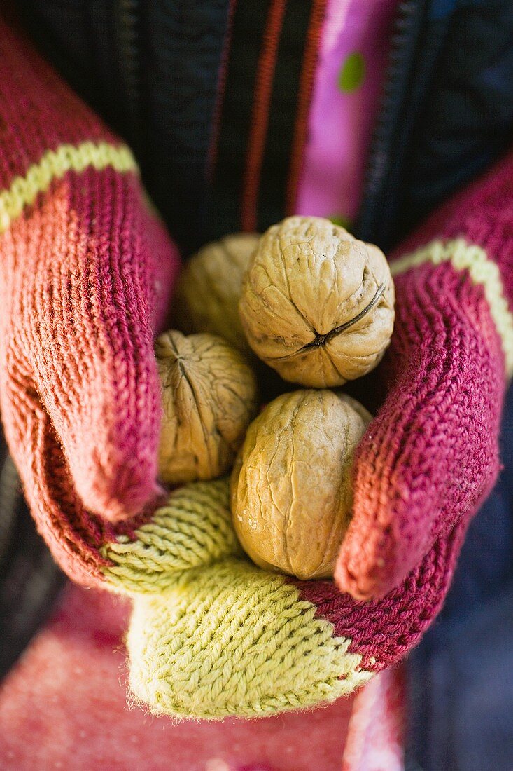 Child's hands in woollen mittens holding walnuts