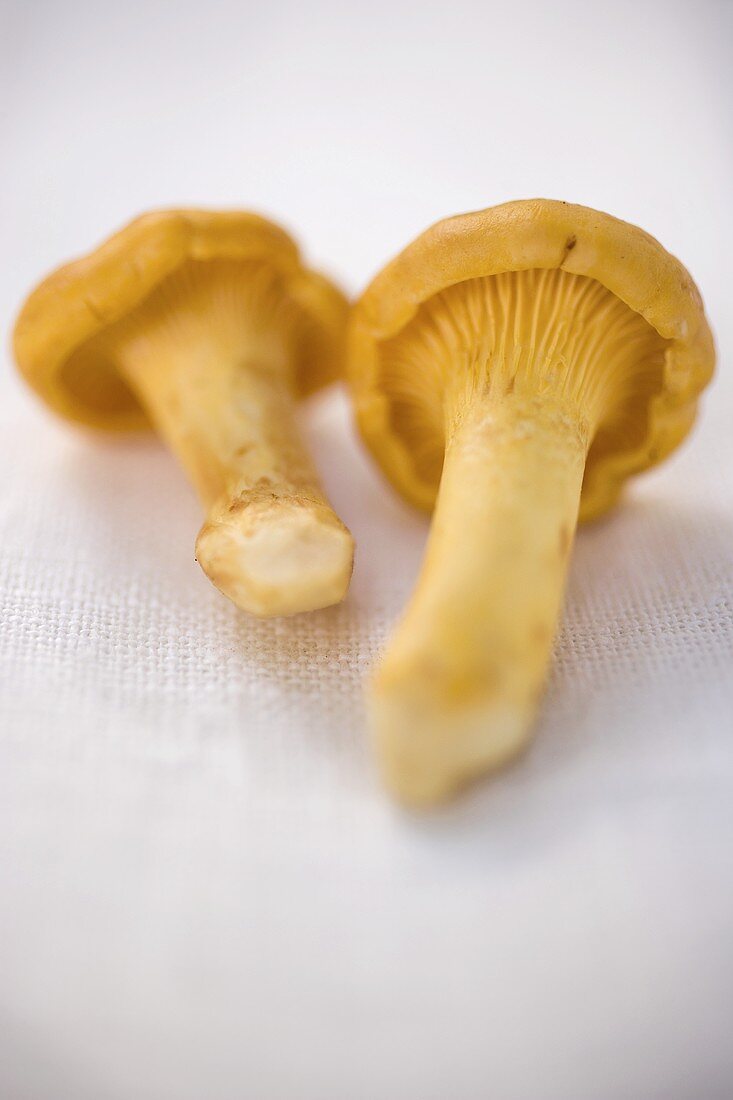 Two chanterelles