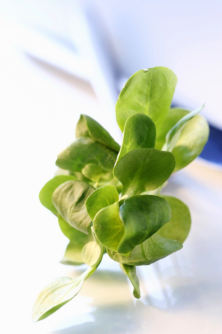 Lamb's Lettuce