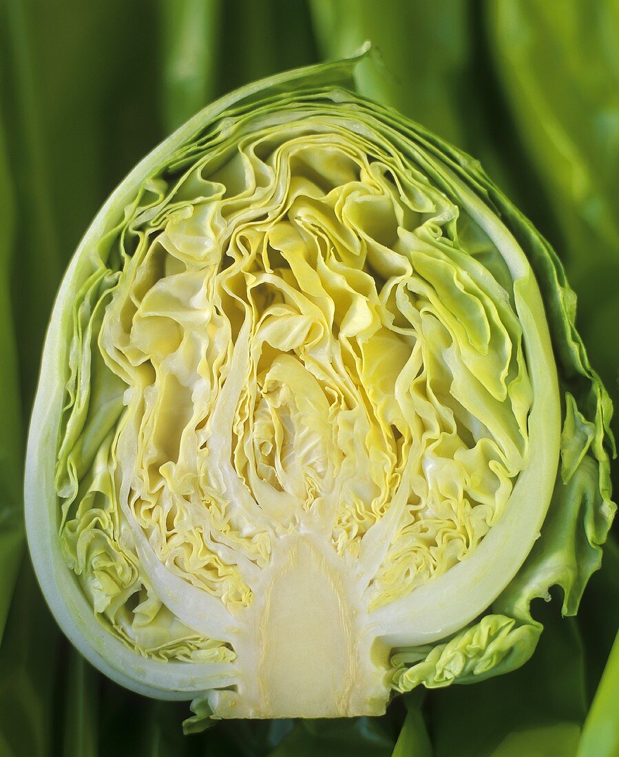 Young white cabbage, halved