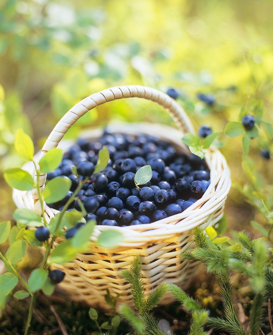 Blueberries in basket on forest floor