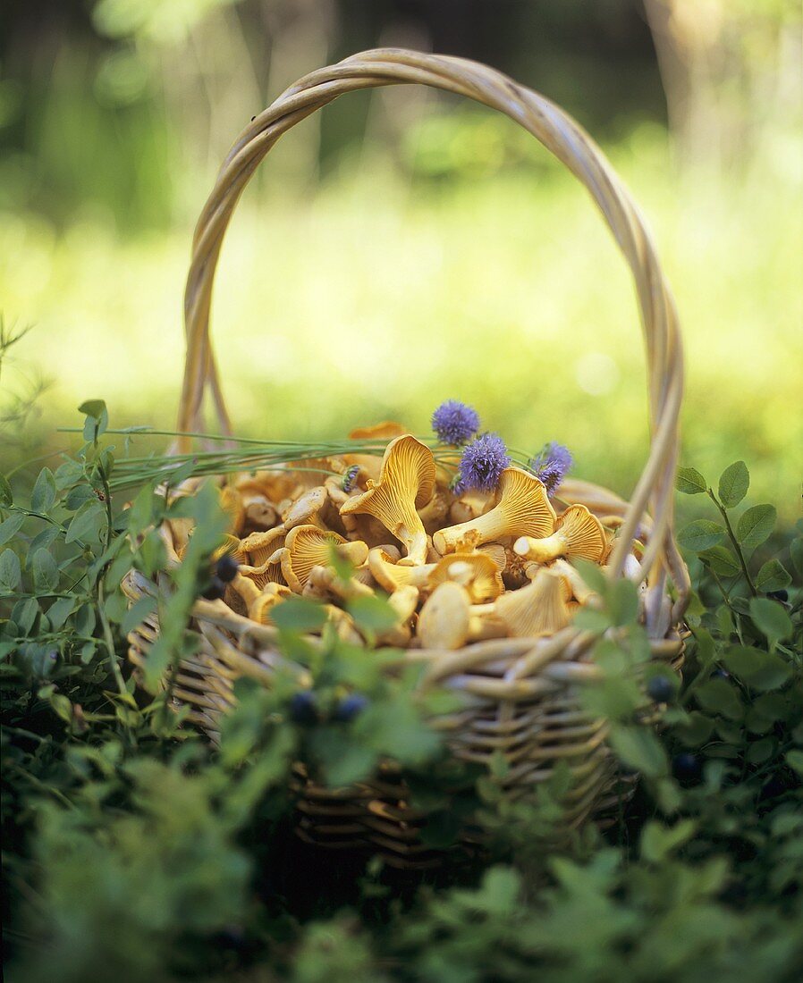 Chanterelles in basket in a woodland clearing