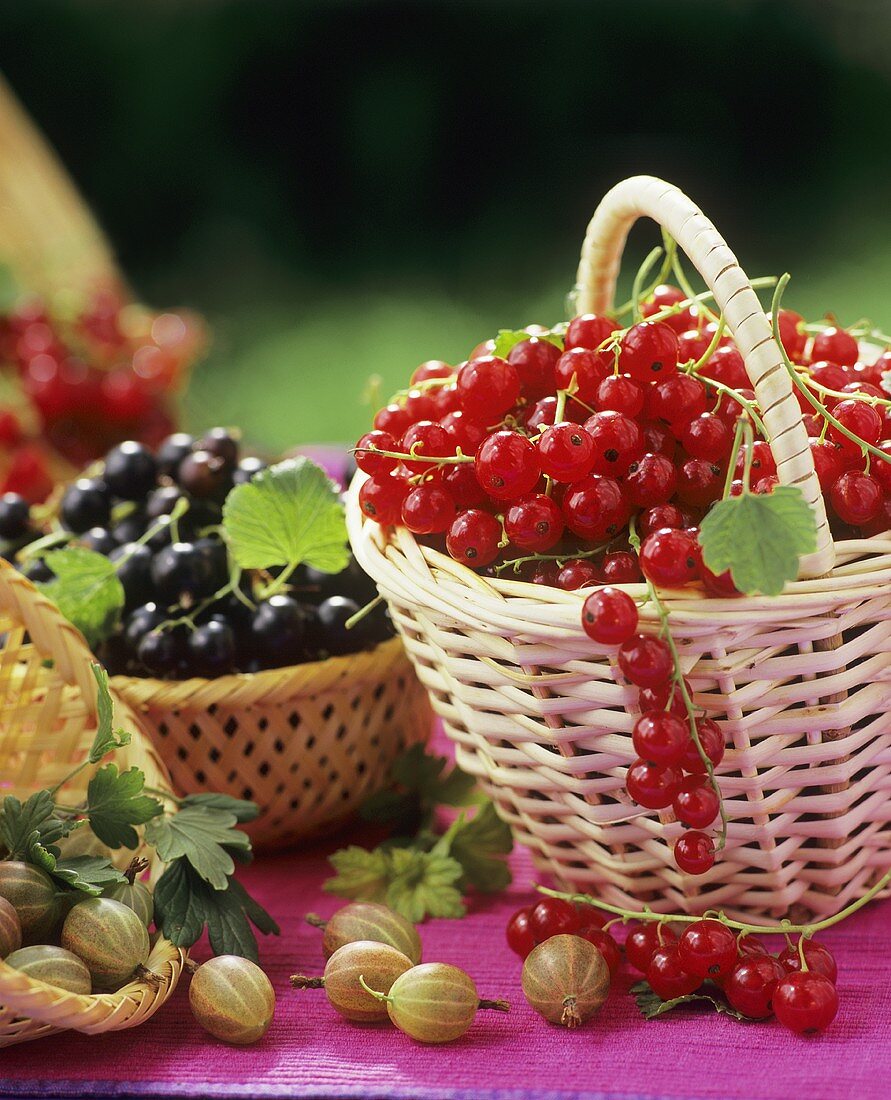 Johannisbeeren und Stachelbeeren in Körben