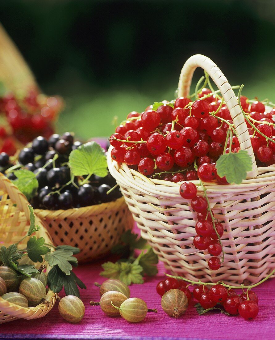 Red- and blackcurrants and gooseberries in baskets