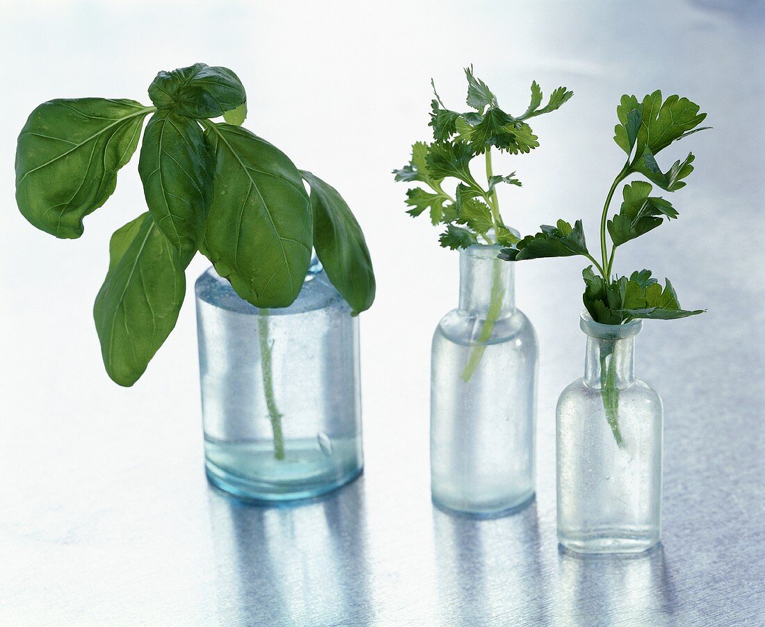 An assortment of herbs in bottles of water