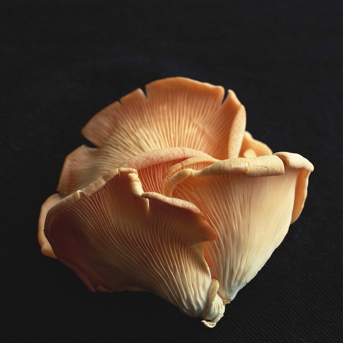 Oyster mushrooms on black background