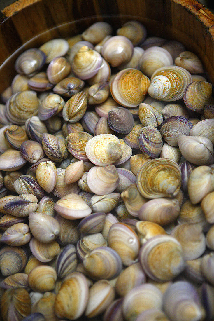 Fresh clams in a tub of water