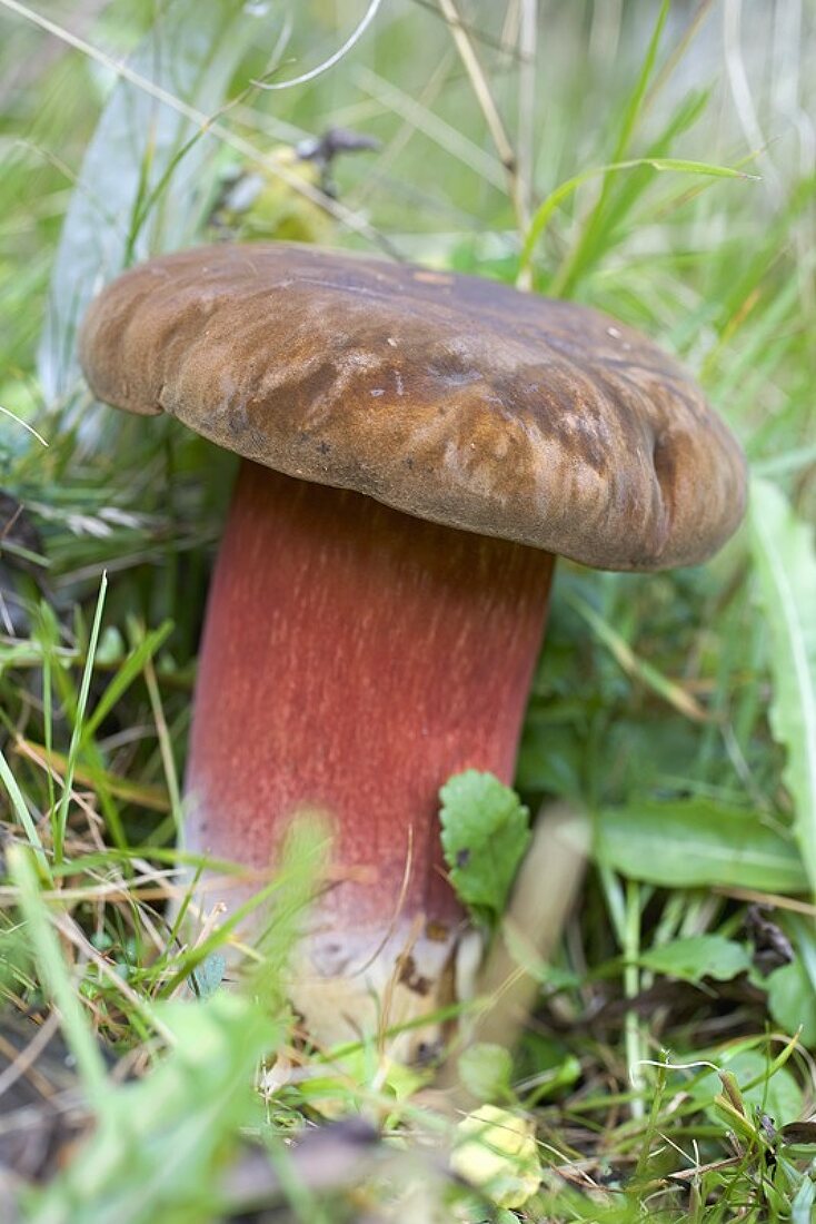 Red-cracked bolete in grass