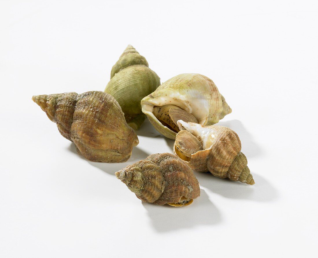 Five cooked sea snails
