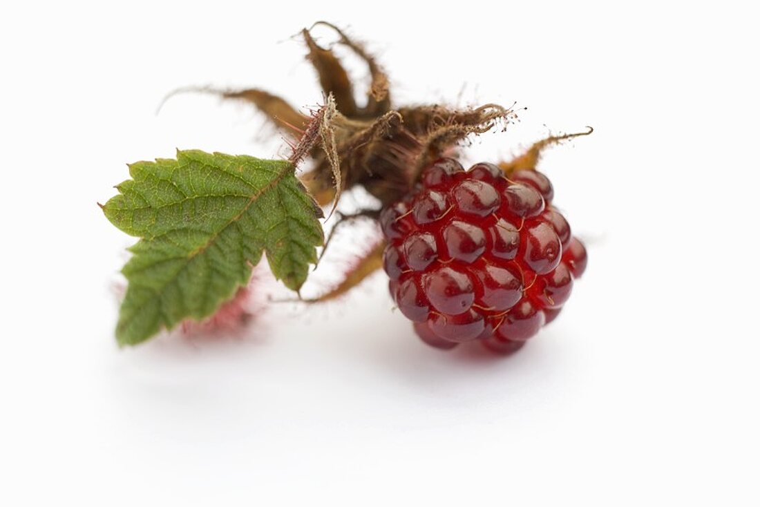 Japanese wineberry with stalk and leaf