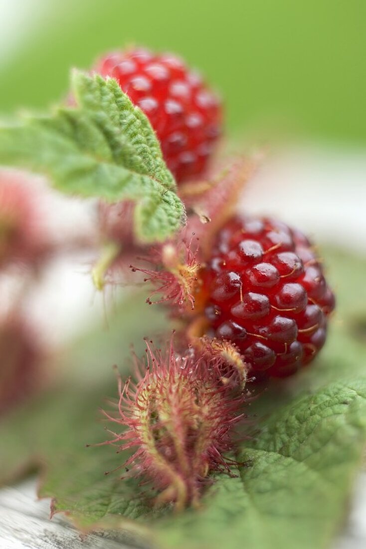 Japanese wineberries with leaves