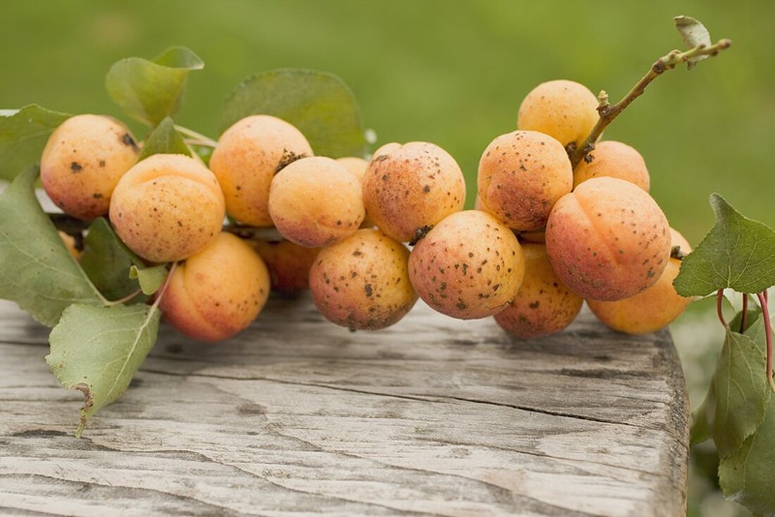 Organic apricots on branch with leaves on wood