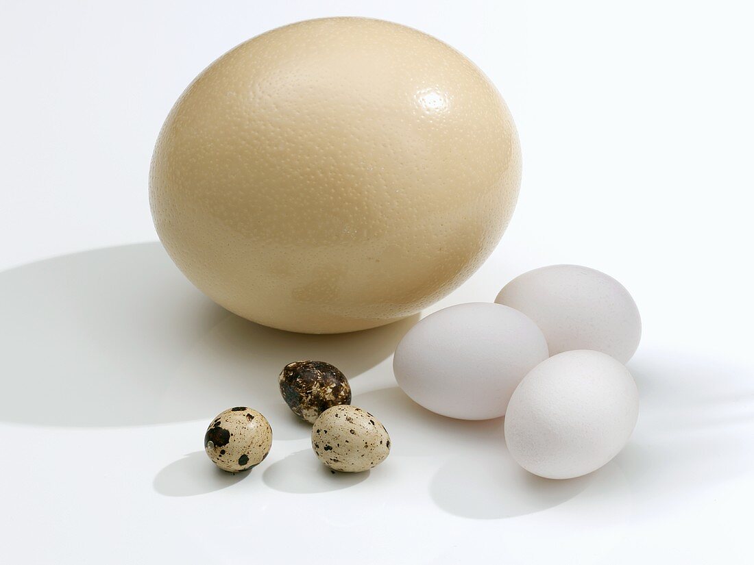 Ostrich egg, hens' eggs and quails' eggs