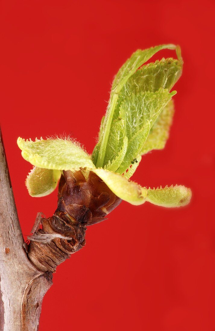 Bud on a cherry branch