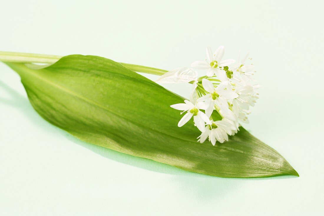 Ramsons (wild garlic) leaf and flowers