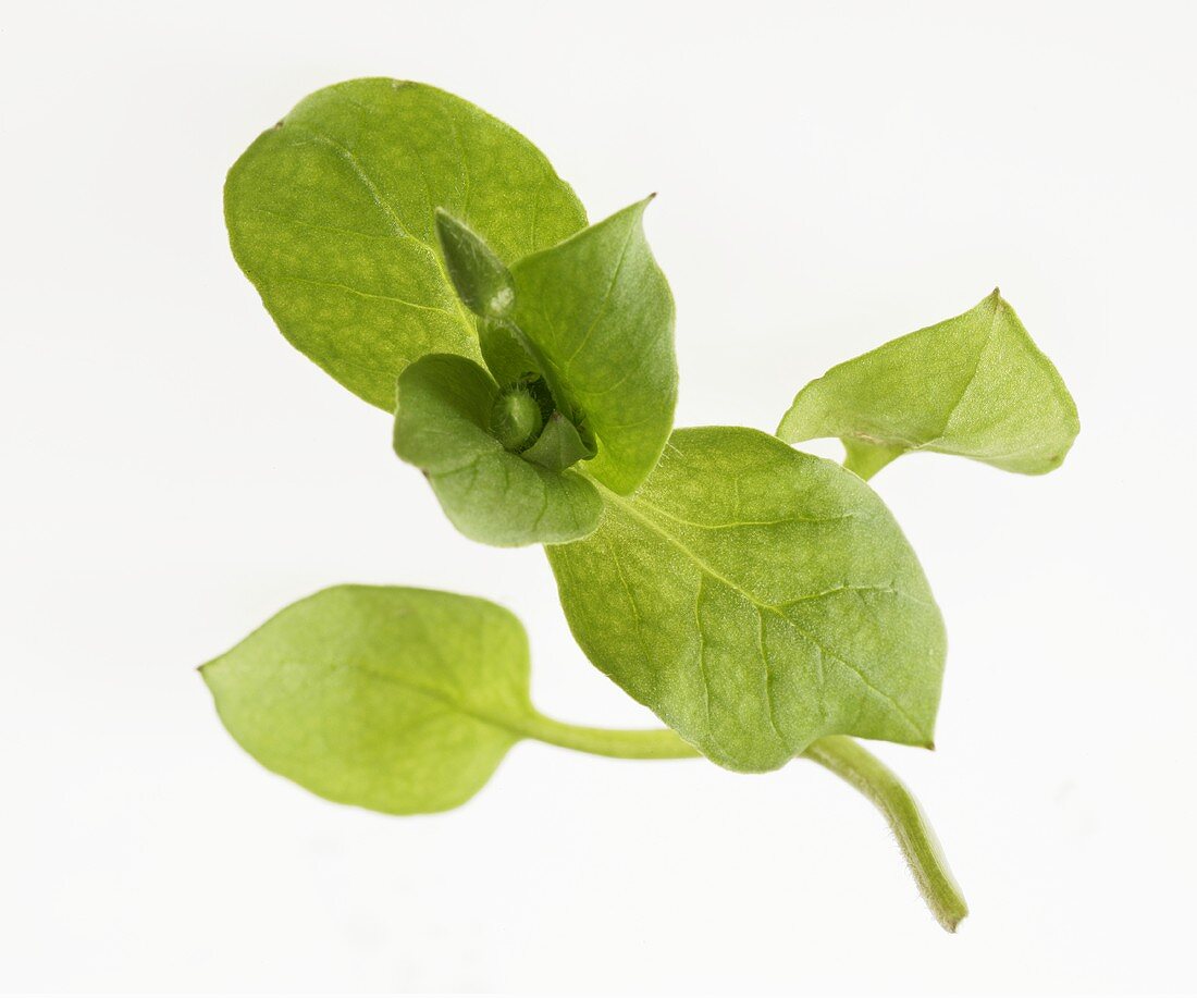 Chickweed from above