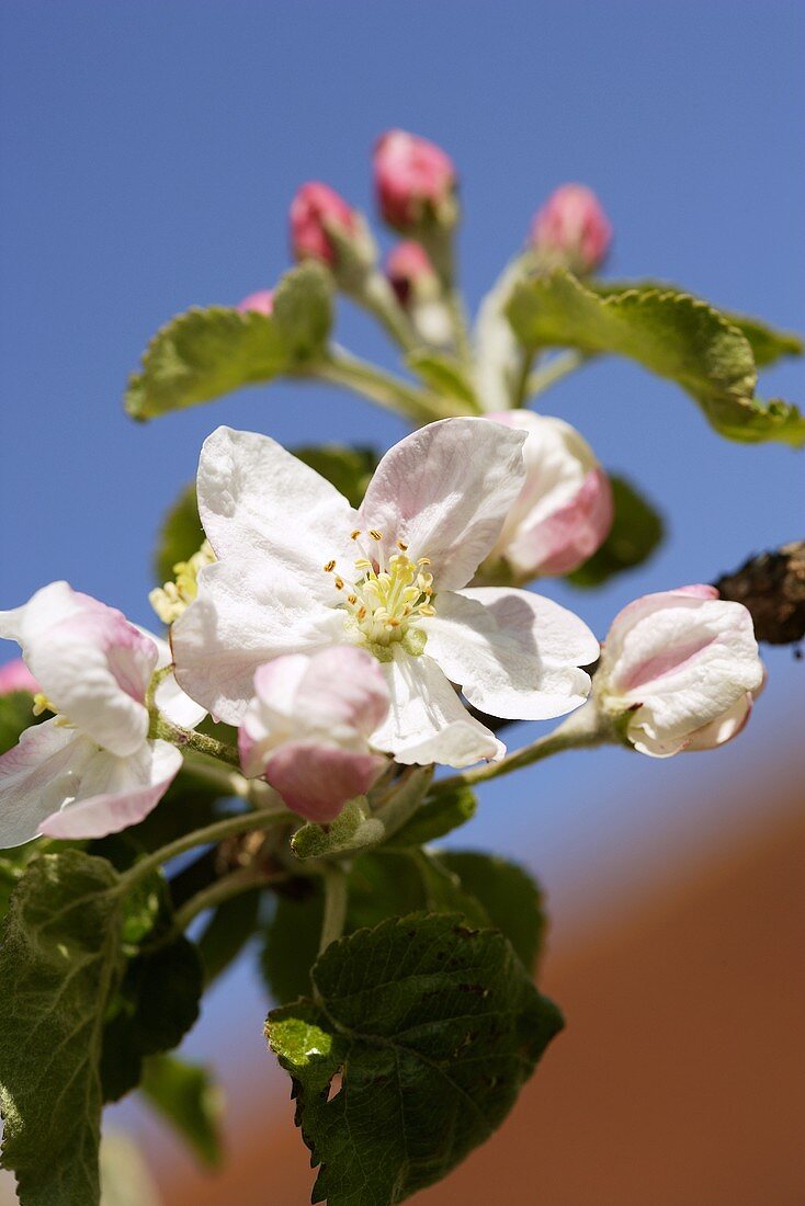 Apfelblüten, Sorte Jonathan (Close Up)