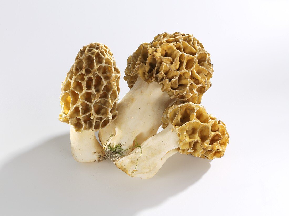 Three morels