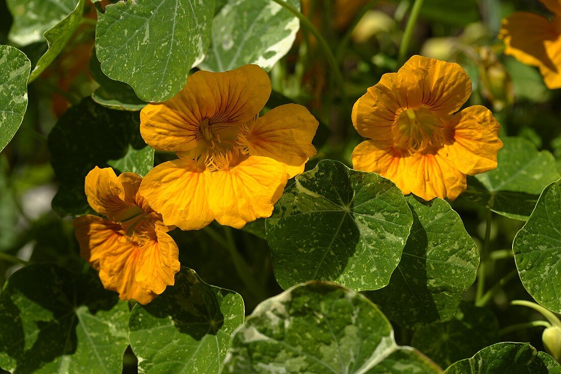 Yellow nasturtiums in the open air