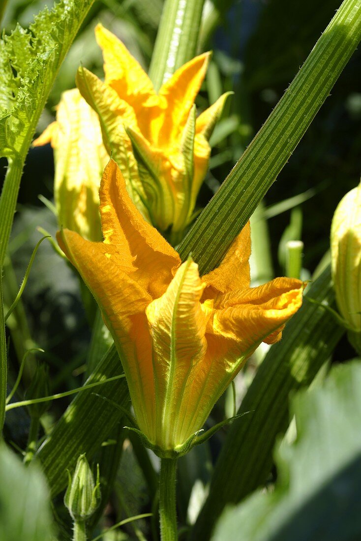 Zucchiniblüten an der Pflanze