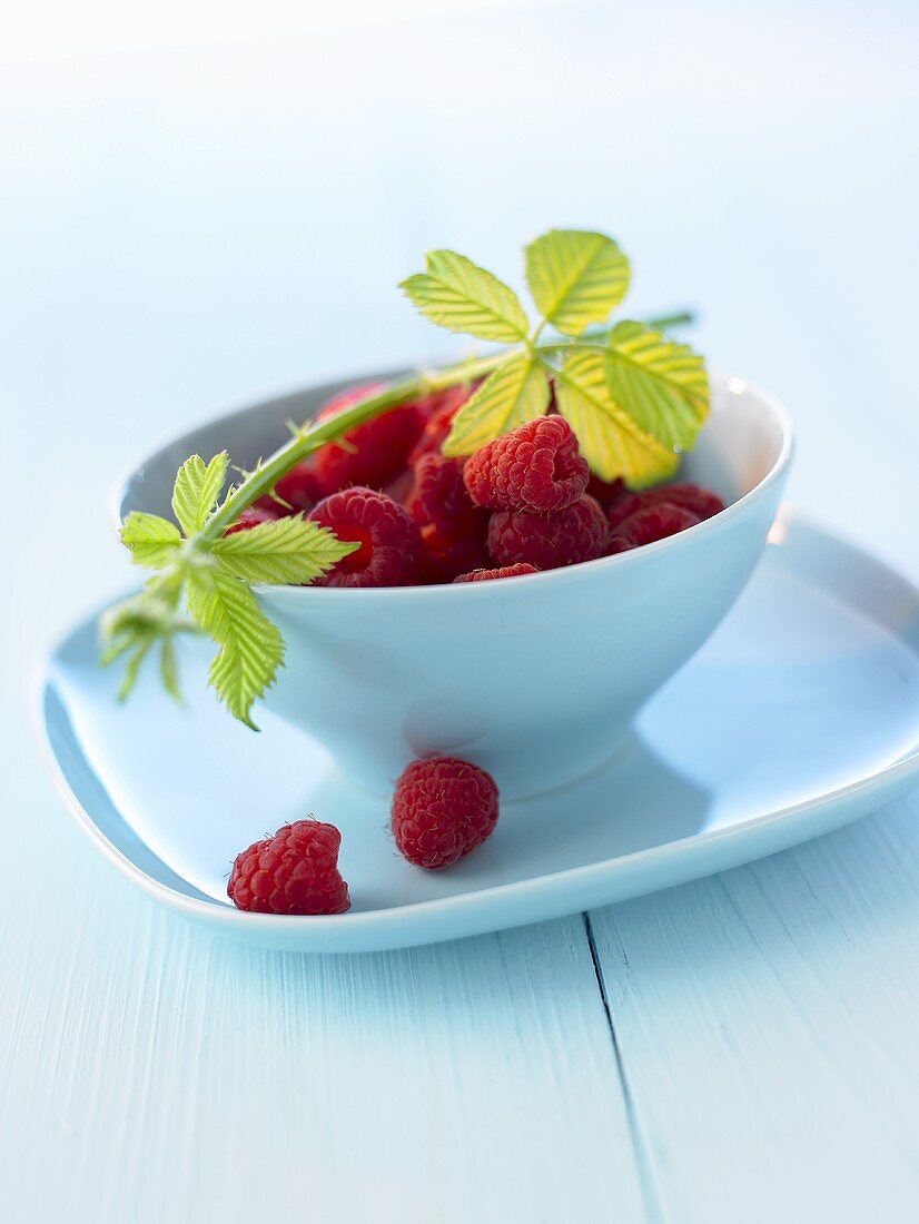 Raspberries and raspberry branch in blue bowl