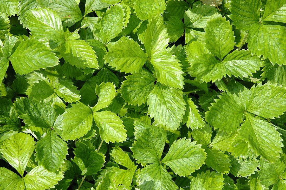 Strawberry leaves (full-frame)