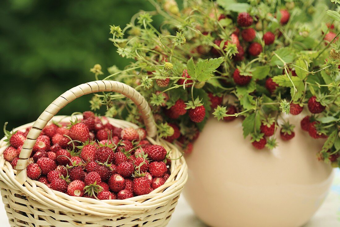 Wild strawberries in a basket and a vase