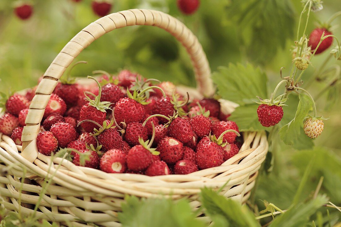 Wild strawberries in a basket surrounded by strawberry plants