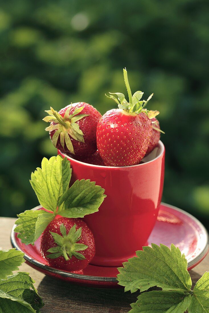 Strawberries in red cup and saucer on table out of doors